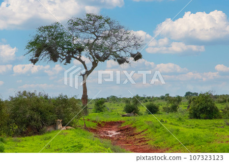 beautiful flora and fauna of the African savannah 107323123