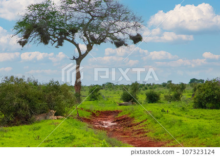 beautiful flora and fauna of the African savannah beautiful flora and fauna of the African savannah 107323124