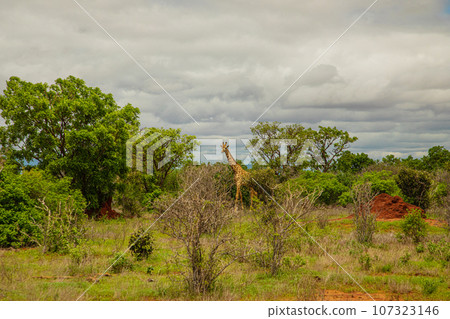 beautiful flora and fauna of the African savannah 107323146