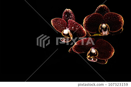 three maroon orchids on the black background with water drops on them three maroon orchids on the black background with water drops on them 107323159