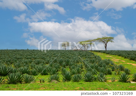 beautiful flora and fauna of the African savannah beautiful flora and fauna of the African savannah 107323169