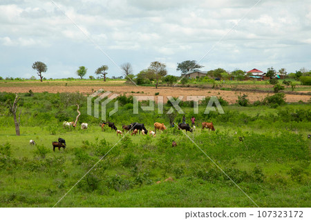 beautiful flora and fauna of the African savannah beautiful flora and fauna of the African savannah 107323172