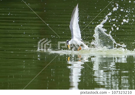小燕鷗從水中起飛的激動場面 小燕鷗從水中起飛的激動場面 107323210