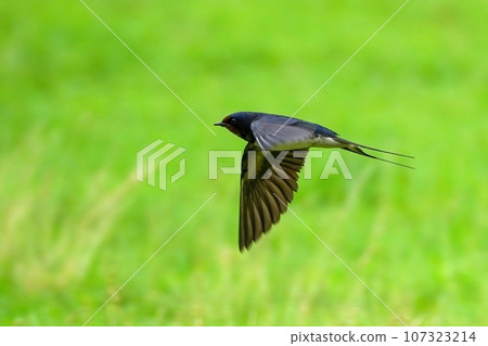 綠色背景下燕子高速飛行的飛行場景 綠色背景下燕子高速飛行的飛行場景 107323214