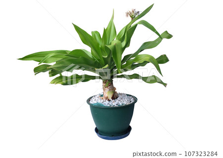 Crinum Superbum Indoor Plant with Pot Crinum Superbum Indoor Plant with Pot 107323284