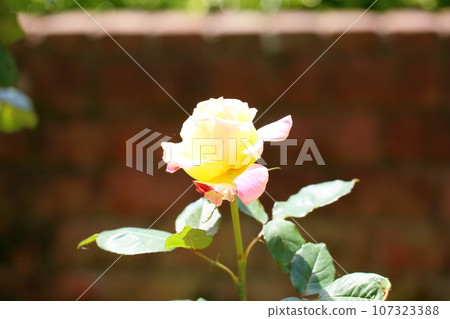 Rose flowers Bella Roma 107323388