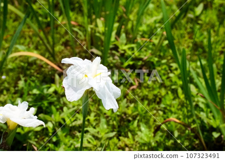美麗的白色鳶尾花 美麗的白色鳶尾花 107323491