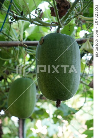 Winter melon growing in the field 107323652