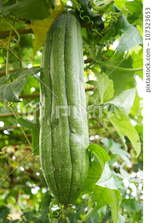 Loofah growing in the field 107323653