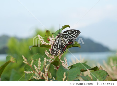 赤星果斑從花中吸取花蜜 107323654