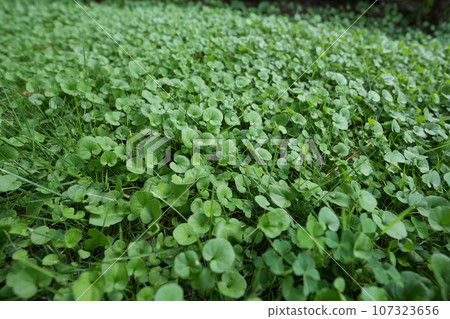 Daicandra fills the ground Daicandra fills the ground 107323656