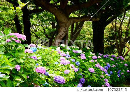 Colorful and beautiful hydrangea path 107323745
