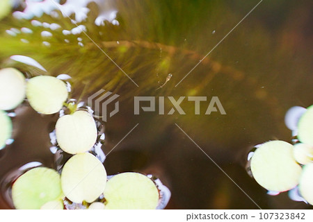 Newly born small medaka 107323842