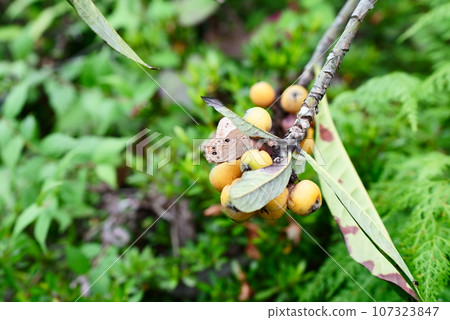 Himeura-Namijanome perching on a loquat fruit Himeura-Namijanome perching on a loquat fruit 107323847