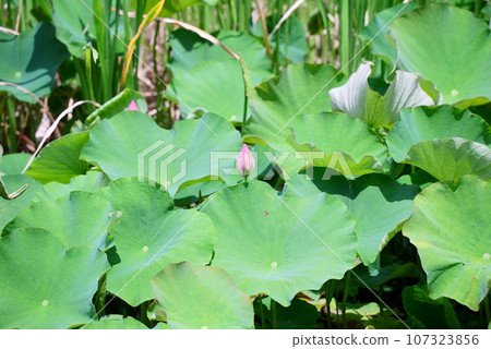 奧加蓮花花蕾從葉子之間探出頭來 奧加蓮花花蕾從葉子之間探出頭來 107323856