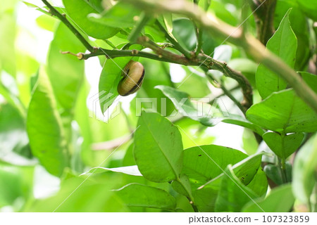 Snail on the back of a tangerine leaf Snail on the back of a tangerine leaf 107323859