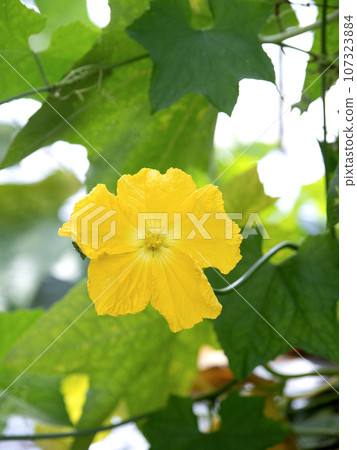 莓男性花 107323884