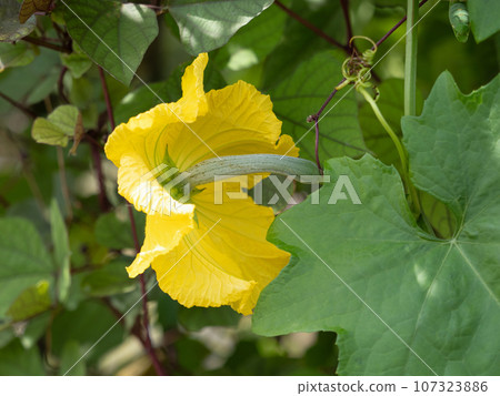 Female flower of Loofah Female flower of Loofah 107323886