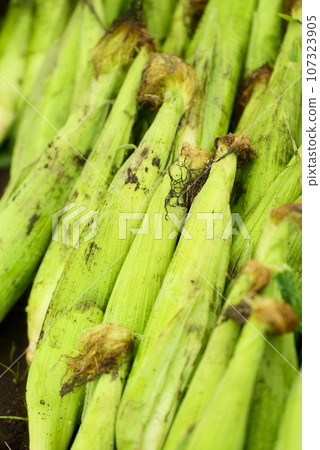 自家種的玉米圖片 107323905