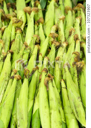 玉米收穫並排列 107323907