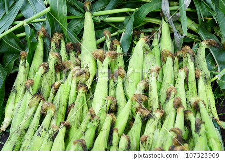 大量玉米收穫了 107323909