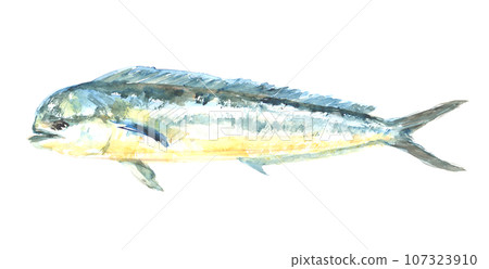 Illustration of dolphinfish painted in watercolor Illustration of dolphinfish painted in watercolor 107323910