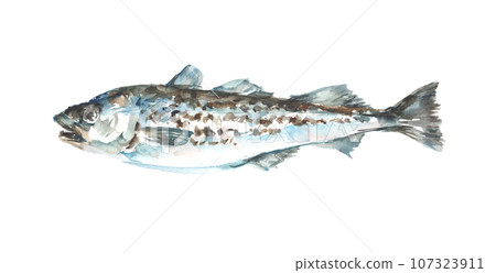 Illustration of walleye painted in watercolor Illustration of walleye painted in watercolor 107323911