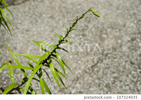 虎百合 穆卡戈 107324035