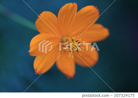 Cosmos 0169 Cosmos 0169 107324175