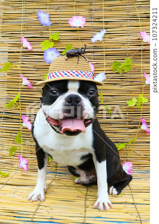 波士頓梗犬威猛,草帽上有一隻甲蟲,看起來很可愛♡ 波士頓梗犬威猛,草帽上有一隻甲蟲,看起來很可愛♡ 107324211