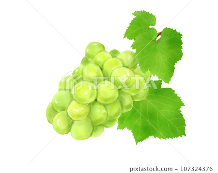 新鮮光澤馬斯喀特葉 新鮮光澤馬斯喀特葉 107324376