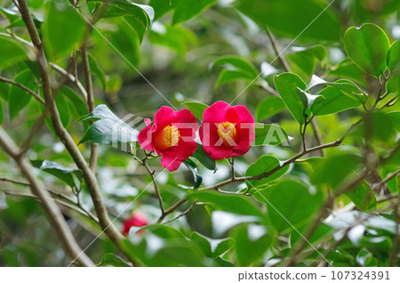 Red camellia flower [Yabutsubaki] 107324391