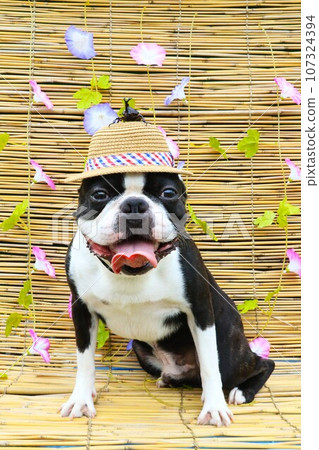 波士頓梗犬 Mighty 草帽上戴著甲蟲,微笑著看著你♡ 波士頓梗犬 Mighty 草帽上戴著甲蟲,微笑著看著你♡ 107324394