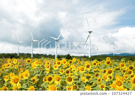 福島縣布引高原的向日葵和風車風景 福島縣布引高原的向日葵和風車風景 107324427