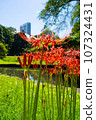 A cluster amaryllis in Korakuen 107324431