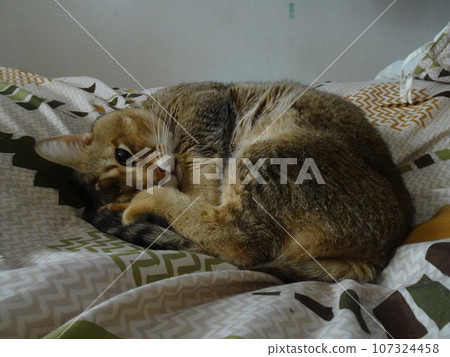睏貓 107324458