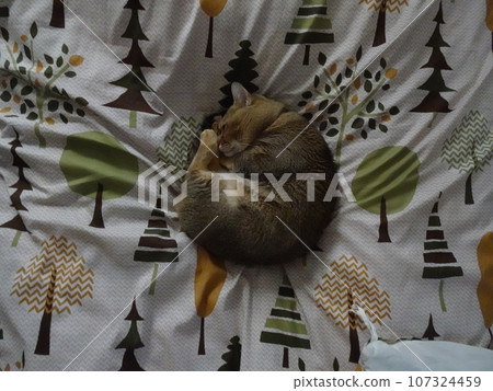 貓喜歡菊石 貓喜歡菊石 107324459