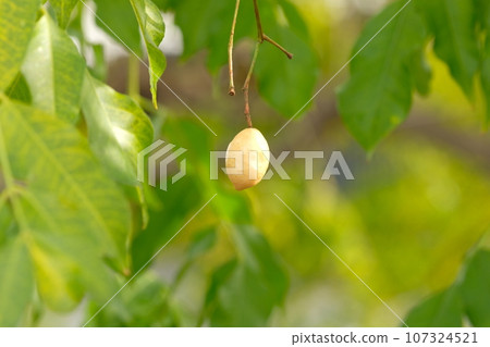 Sendan's fruit 107324521