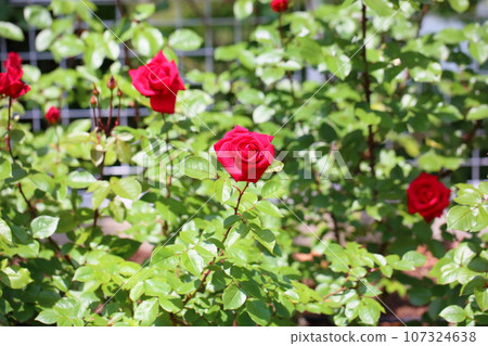 Rose flower Rob Roy 107324638