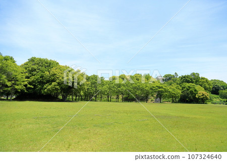 Early summer park, fresh green trees 107324640