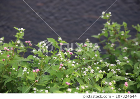 Misozoba flowers 107324644