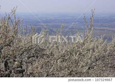 Plum trees in full bloom at the Mt. Tsukuba plum grove, located halfway up Mt. Tsukuba, and a view of the Kanto Plain spreading out below. 107324667
