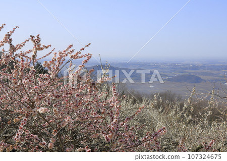 Plum trees in full bloom at the Mt. Tsukuba plum grove, located halfway up Mt. Tsukuba, and a view of the Kanto Plain spreading out below. Plum trees in full bloom at the Mt. Tsukuba plum grove, located halfway up Mt. Tsukuba, and a view of the Kanto Plain spreading out below. 107324675