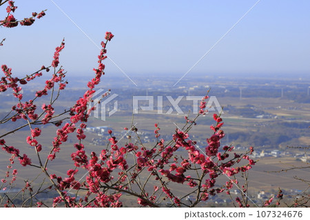 Plum trees in full bloom at the Mt. Tsukuba plum grove, located halfway up Mt. Tsukuba, and a view of the Kanto Plain spreading out below. 107324676