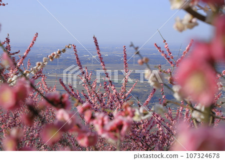 Plum trees in full bloom at the Mt. Tsukuba plum grove, located halfway up Mt. Tsukuba, and a view of the Kanto Plain spreading out below. 107324678