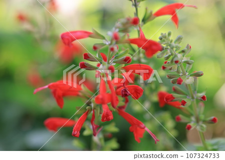 Red sage 0008 Red sage 0008 107324733