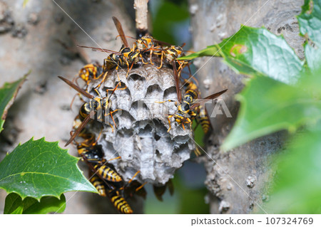 paper wasp that built a nest 107324769