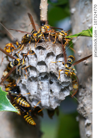 paper wasp that built a nest 107324770