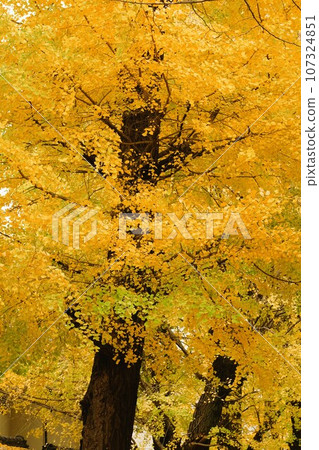 銀杏變黃了 107324851