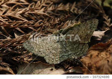 生物：昆蟲：A. spp.，九月下旬的樹林地區。美麗的波浪圖案，寬5至6公分。 107324890